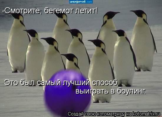 Котоматрица: -Смотрите, бегемот летит! Это был самый лучший способ выиграть в боулинг.