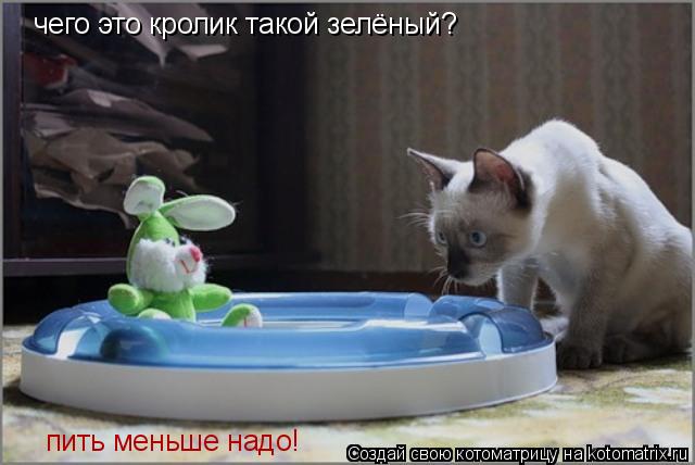 чего это кролик такой зелёный? чего это кролик такой зелёный? чего это кролик такой зелёный? пить мен... Котоматрица: чего это кролик такой зелёный? чего это кролик такой зелёный? чего это кролик такой зелёный? пить меньше надо!