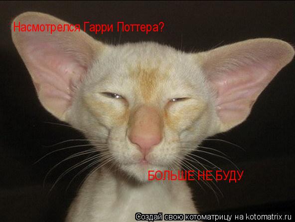 Котоматрица: Насмотрелся Гарри Поттера? БОЛЬШЕ НЕ БУДУ
