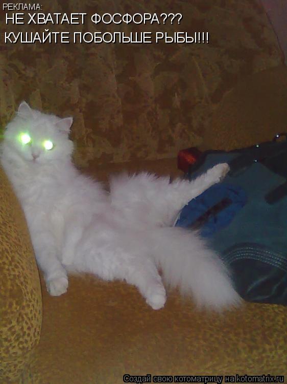 Котоматрица: РЕКЛАМА: НЕ ХВАТАЕТ ФОСФОРА???  КУШАЙТЕ ПОБОЛЬШЕ РЫБЫ!!!