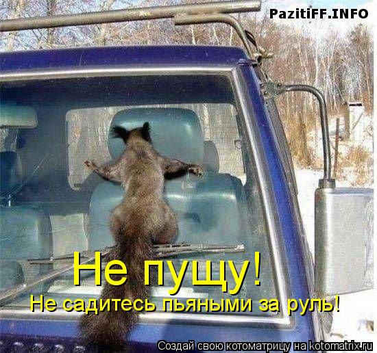 Котоматрица: Не садитесь пьяными за руль! Не пущу!