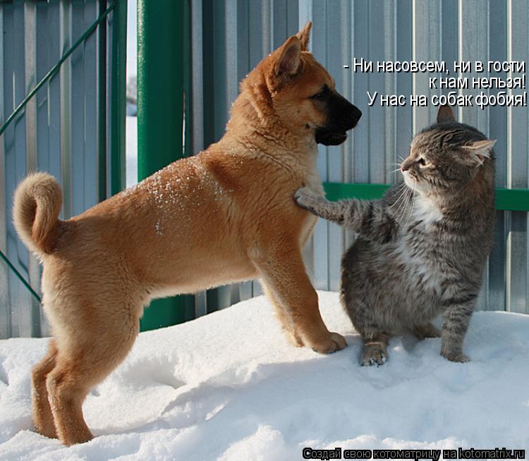 Котоматрица: - Ни насовсем, ни в гости к нам нельзя! У нас на собак фобия!