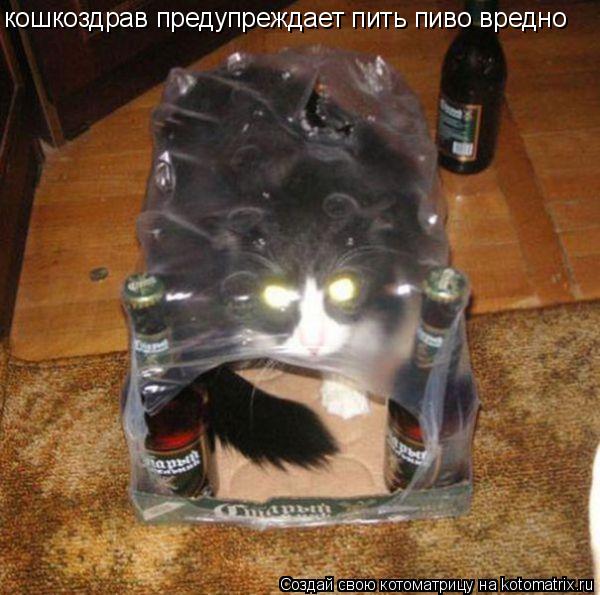 Котоматрица: кошкоздрав предупреждает пить пиво вредно