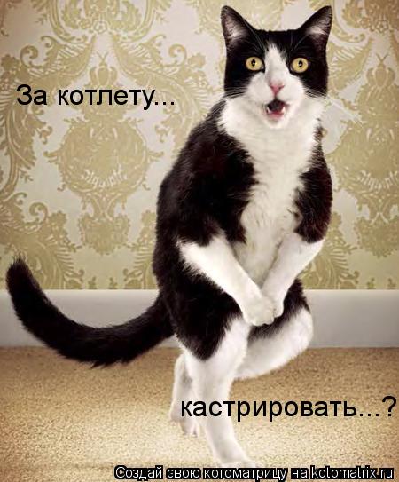 Котоматрица: За котлету... кастрировать...?