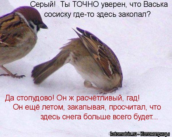 Да стопудово! Он ж расчётливый, гад! Он ещё летом, закапывая, просчитал, что Серый! Ты ТОЧНО уверен... Котоматрица: Да стопудово! Он ж расчётливый, гад! Он ещё летом, закапывая, просчитал, что Серый! Ты ТОЧНО уверен, что Васька сосиску где-то здесь закопал?