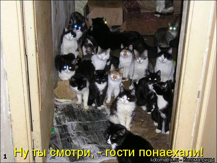 Ну ты смотри, - гости понаехали!... Котоматрица: Ну ты смотри, - гости понаехали!