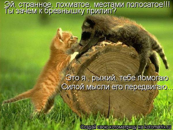 Эй, странное, лохматое, местами полосатое!!! Ты зачем к бревнышку прилип? Это я , рыжий, тебе помогаю... Котоматрица: Эй, странное, лохматое, местами полосатое!!! Ты зачем к бревнышку прилип? Это я , рыжий, тебе помогаю Силой мысли его передвигаю...