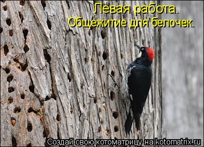 Левая работа. Общежитие для белочек.... Котоматрица: Левая работа. Общежитие для белочек.