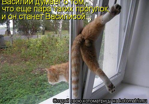 Василий думает о том, что еще пара таких прогулок, и он станет Василисой...... Котоматрица: Василий думает о том, что еще пара таких прогулок, и он станет Василисой...