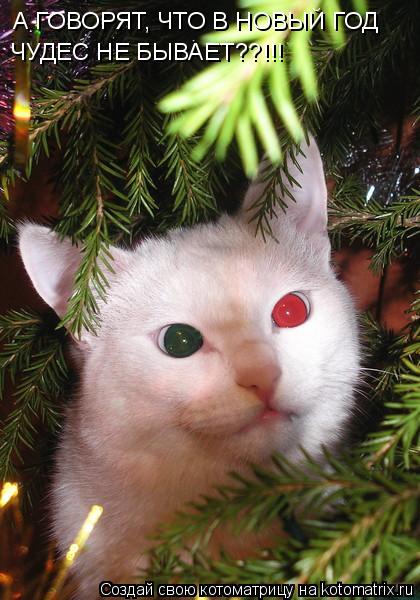 А ГОВОРЯТ, ЧТО В НОВЫЙ ГОД ЧУДЕС НЕ БЫВАЕТ??!!!... Котоматрица: А ГОВОРЯТ, ЧТО В НОВЫЙ ГОД ЧУДЕС НЕ БЫВАЕТ??!!!