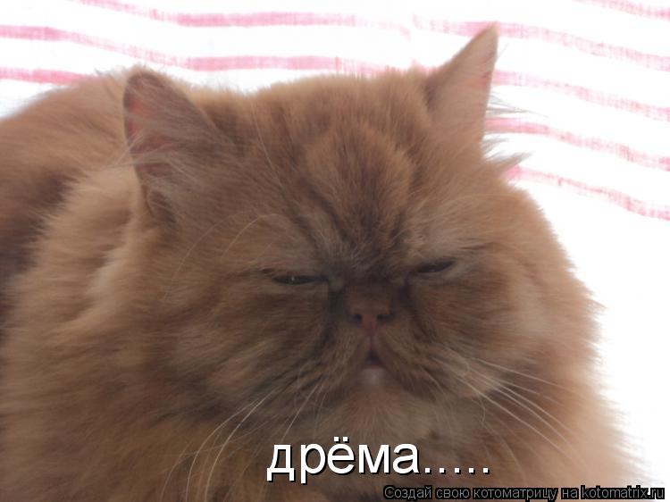 дрёма..... дрёма........ Котоматрица: дрёма..... дрёма.....
