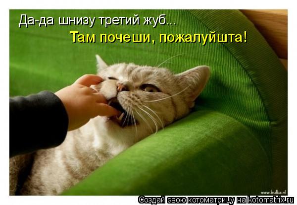 Да-да шнизу третий жуб... Там почеши, пожалуйшта!... Котоматрица: Да-да шнизу третий жуб... Там почеши, пожалуйшта!