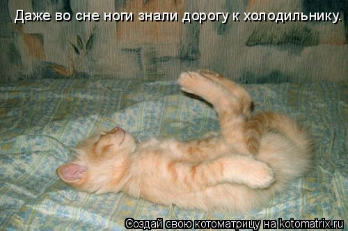 Даже во сне ноги знали дорогу к холодильнику.... Котоматрица: Даже во сне ноги знали дорогу к холодильнику.