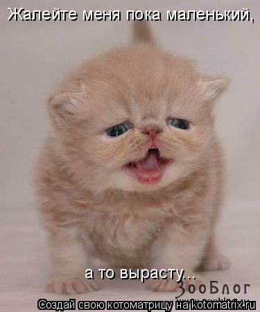 Жалейте меня пока маленький, а то вырасту...... Котоматрица: Жалейте меня пока маленький, а то вырасту...