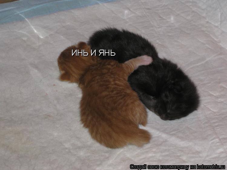 ИНЬ И ЯНЬ... Котоматрица: ИНЬ И ЯНЬ