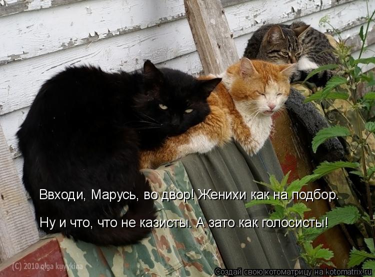 Ввходи, Марусь, во двор! Женихи как на подбор. Ну и что, что не казисты. А зато как голосисты!... Котоматрица: Ввходи, Марусь, во двор! Женихи как на подбор. Ну и что, что не казисты. А зато как голосисты!