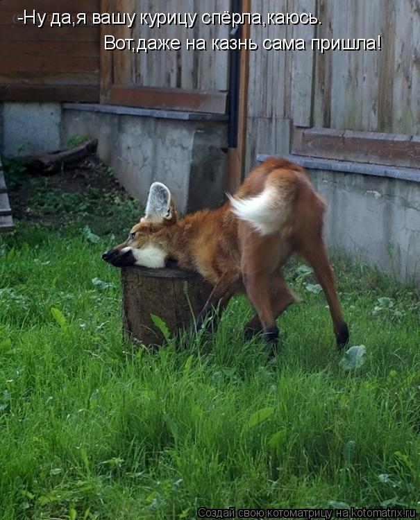 -Ну да,я вашу курицу спёрла,каюсь. Вот,даже на казнь сама пришла!... Котоматрица: -Ну да,я вашу курицу спёрла,каюсь. Вот,даже на казнь сама пришла!