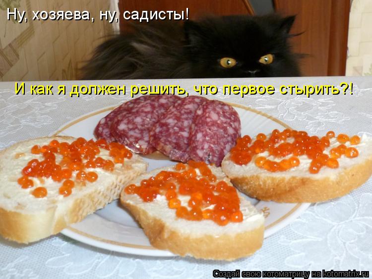 Ну, хозяева, ну, садисты! И как я должен решить, что первое стырить?!... Котоматрица: Ну, хозяева, ну, садисты! И как я должен решить, что первое стырить?!
