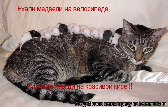 Ехали медведи на велосипеде, А за ними мыши на красивой кисе!!!... Котоматрица: Ехали медведи на велосипеде, А за ними мыши на красивой кисе!!!