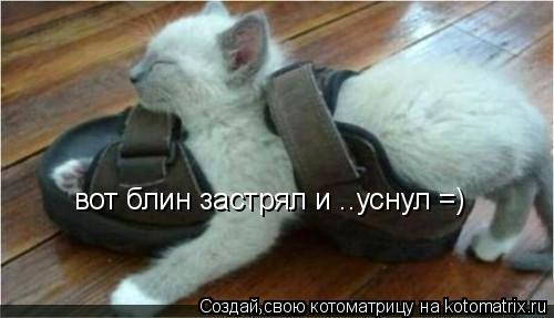 вот блин застрял и ..уснул =)... Котоматрица: вот блин застрял и ..уснул =)