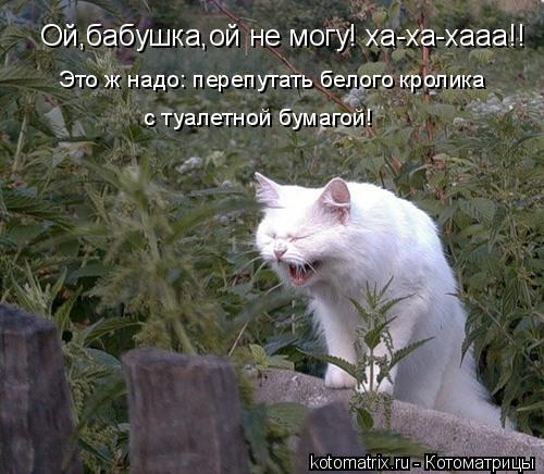 Ой,бабушка,ой не могу! ха-ха-хааа!! Это ж надо: перепутать белого кролика с туалетной бумагой!... Котоматрица: Ой,бабушка,ой не могу! ха-ха-хааа!! Это ж надо: перепутать белого кролика с туалетной бумагой!