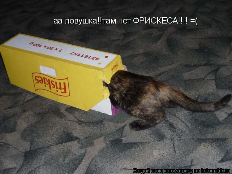 аа ловушка!!там нет ФРИСКЕСА!!!! =(... Котоматрица: аа ловушка!!там нет ФРИСКЕСА!!!! =(