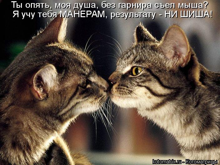 Я учу тебя МАНЕРАМ, результату - НИ ШИША! Ты опять, моя душа, без гарнира съел мыша?... Котоматрица: Я учу тебя МАНЕРАМ, результату - НИ ШИША! Ты опять, моя душа, без гарнира съел мыша?