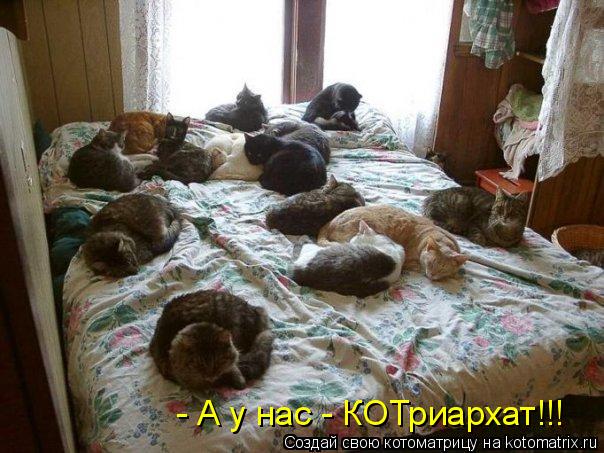 - А у нас - КОТриархат!!!... Котоматрица: - А у нас - КОТриархат!!!