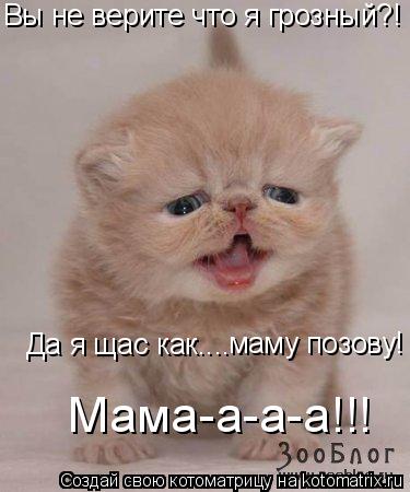 Вы не верите что я грозный?! Да я щас как.... маму позову! Мама-а-а-а!!!... Котоматрица: Вы не верите что я грозный?! Да я щас как.... маму позову! Мама-а-а-а!!!