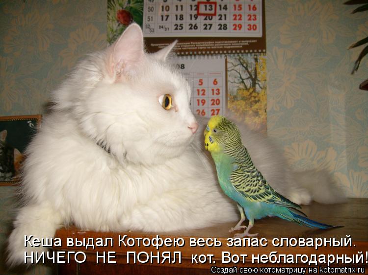 Кеша выдал Котофею весь запас словарный. НИЧЕГО НЕ ПОНЯЛ кот. Вот неблагодарный!... Котоматрица: Кеша выдал Котофею весь запас словарный. НИЧЕГО НЕ ПОНЯЛ кот. Вот неблагодарный!