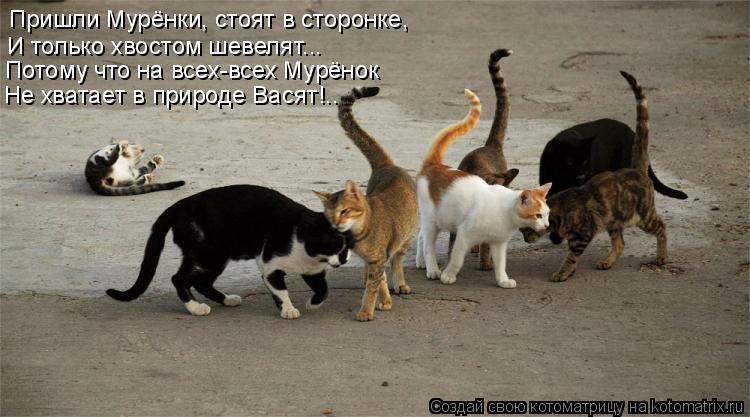 Пришли Мурёнки, стоят в сторонке, И только хвостом шевелят... Потому что на всех-всех Мурёнок Не хват... Котоматрица: Пришли Мурёнки, стоят в сторонке, И только хвостом шевелят... Потому что на всех-всех Мурёнок Не хватает в природе Васят!..