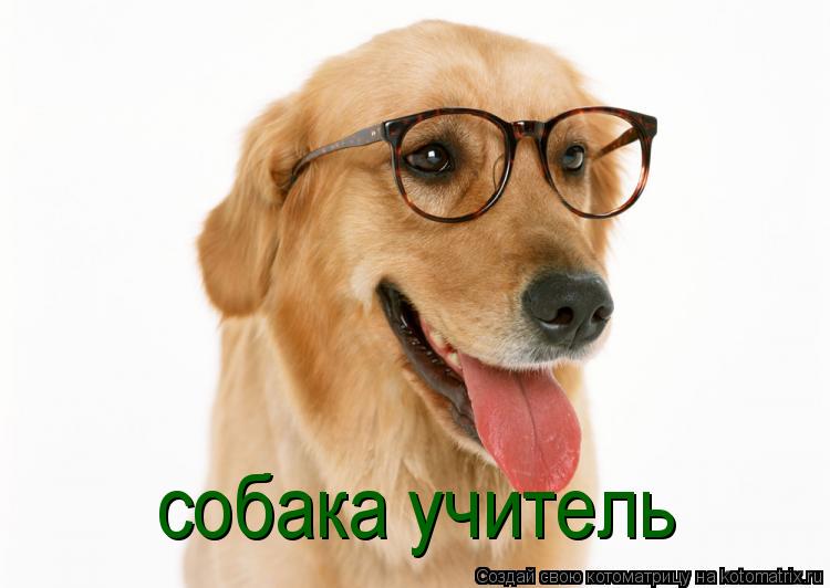 собака учитель... Котоматрица: собака учитель