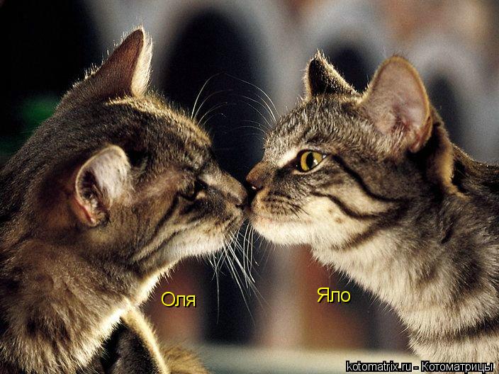 Оля Яло... Котоматрица: Оля Яло