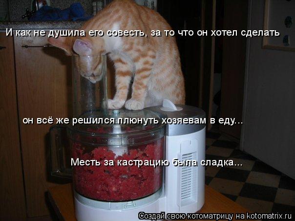 И как не душила его совесть, за то что он хотел сделать он всё же решился плюнуть хозяевам в еду... М... Котоматрица: И как не душила его совесть, за то что он хотел сделать он всё же решился плюнуть хозяевам в еду... Месть за кастрацию была сладка...