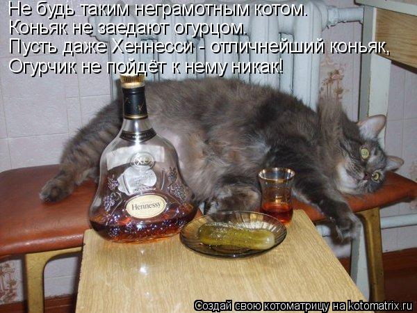 Не будь таким неграмотным котом. Коньяк не заедают огурцом. Пусть даже Хеннесси - отличнейший коньяк,... Котоматрица: Не будь таким неграмотным котом. Коньяк не заедают огурцом. Пусть даже Хеннесси - отличнейший коньяк, Огурчик не пойдёт к нему никак!