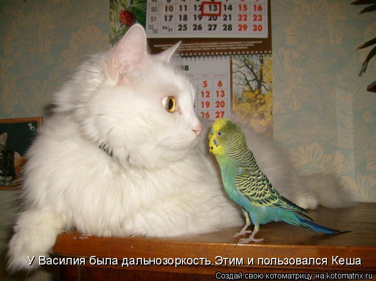 У Василия была дальнозоркость.Этим и пользовался Кеша... Котоматрица: У Василия была дальнозоркость.Этим и пользовался Кеша