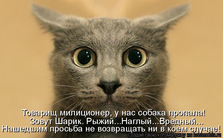 Товарищ милиционер, у нас собака пропала! Зовут Шарик. Рыжий...Наглый...Вредный... Нашедшим просьба ... Котоматрица: Товарищ милиционер, у нас собака пропала! Зовут Шарик. Рыжий...Наглый...Вредный... Нашедшим просьба не возвращать ни в коем случае!