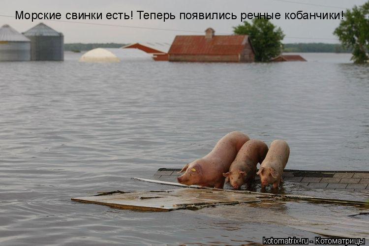 Морские свинки есть! Теперь появились речные кобанчики!... Котоматрица: Морские свинки есть! Теперь появились речные кобанчики!