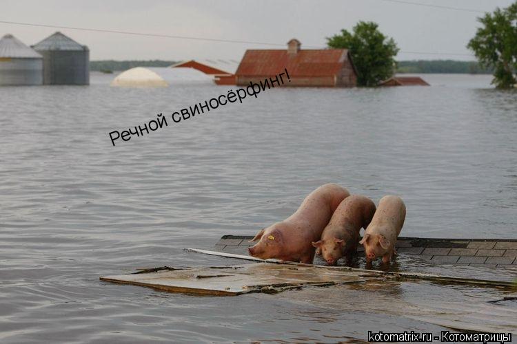 Речной свиносёрфинг!... Котоматрица: Речной свиносёрфинг!