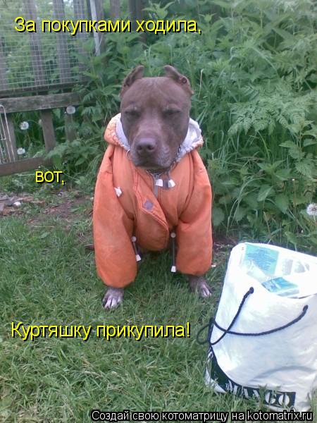 За покупками ходила, вот, Куртяшку прикупила!... Котоматрица: За покупками ходила, вот, Куртяшку прикупила!