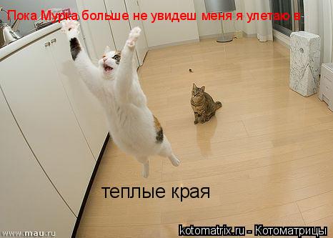 Пока Мурка больше не увидеш меня я улетаю в теплые края... Котоматрица: Пока Мурка больше не увидеш меня я улетаю в теплые края