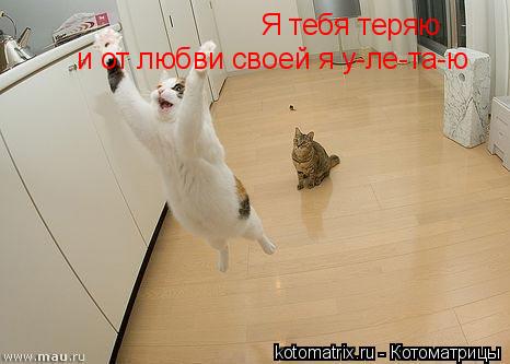Я тебя теряю и от любви своей я у-ле-та-ю... Котоматрица: Я тебя теряю и от любви своей я у-ле-та-ю