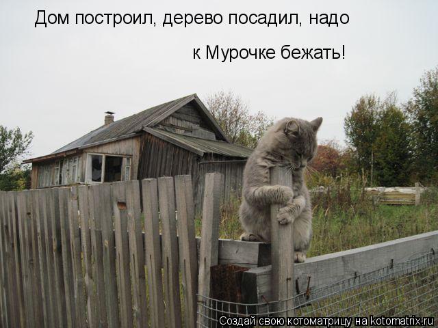 Дом построил, дерево посадил, надо к Мурочке бежать!... Котоматрица: Дом построил, дерево посадил, надо к Мурочке бежать!