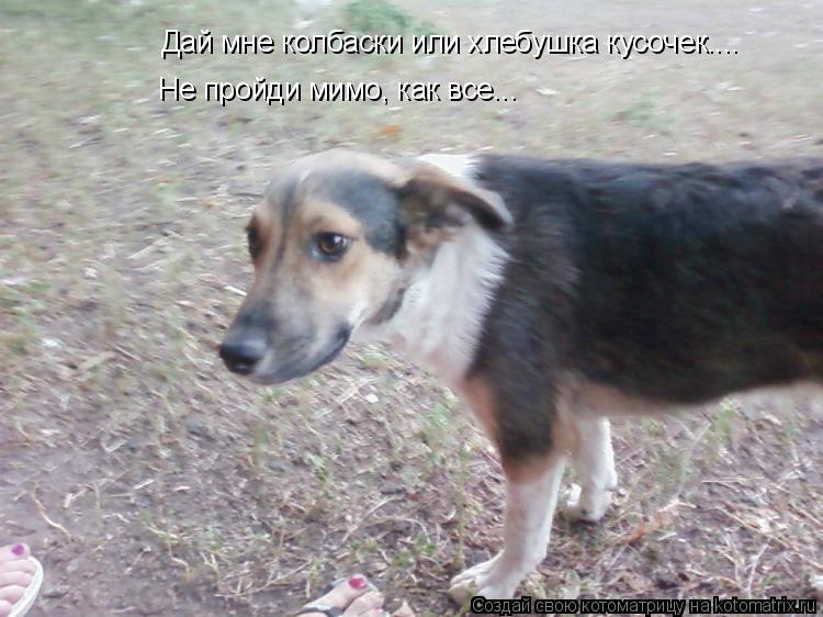 Дай мне колбаски или хлебушка кусочек.... Не пройди мимо, как все...... Котоматрица: Дай мне колбаски или хлебушка кусочек.... Не пройди мимо, как все...