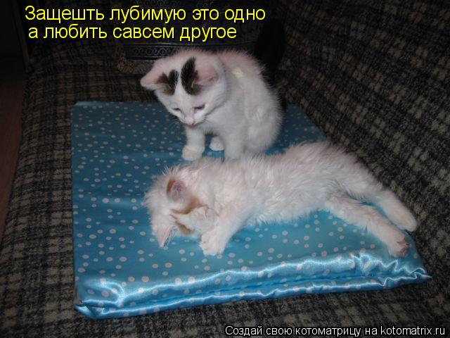 Защешть лубимую это одно а любить савсем другое... Котоматрица: Защешть лубимую это одно а любить савсем другое