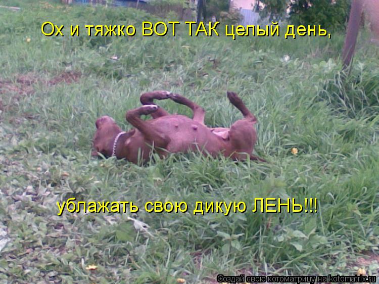 Ох и тяжко ВОТ ТАК целый день, ублажать свою дикую ЛЕНЬ!!!... Котоматрица: Ох и тяжко ВОТ ТАК целый день, ублажать свою дикую ЛЕНЬ!!!