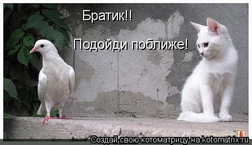 Братик!! Подойди поближе!... Котоматрица: Братик!! Подойди поближе!