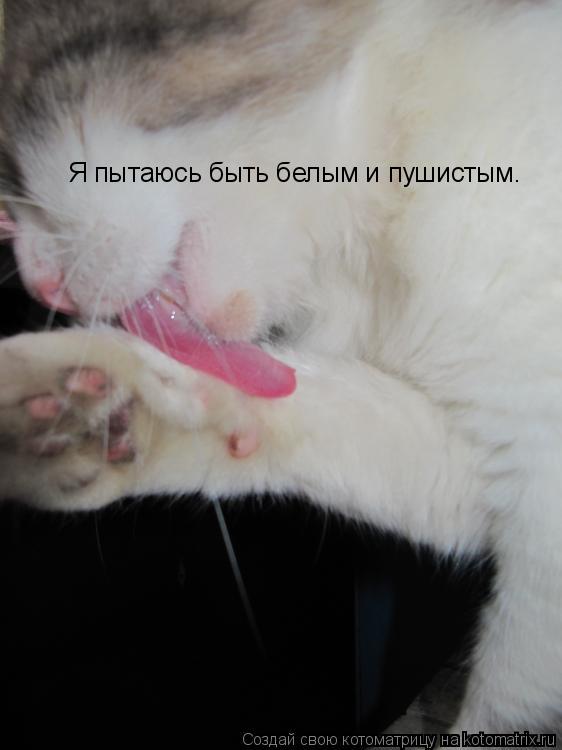 Я пытаюсь быть белым и пушистым.... Котоматрица: Я пытаюсь быть белым и пушистым.