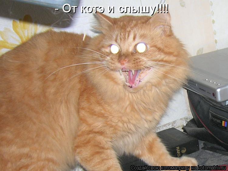 Котоматрица: - От котэ и слышу!!!!