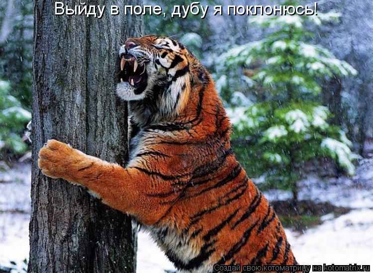 Котоматрица: Выйду в поле, дубу я поклонюсь!